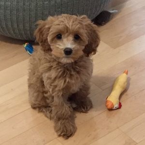 Meet your Posher, Rebeca